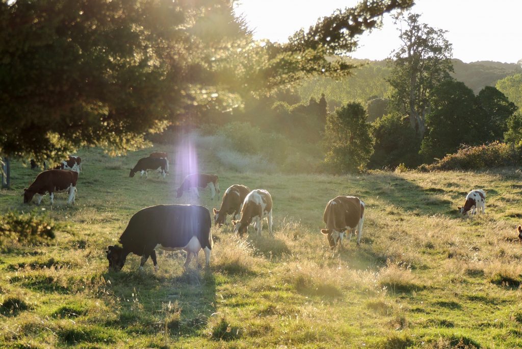 pasture raised beef bought directly from farmer on a budget