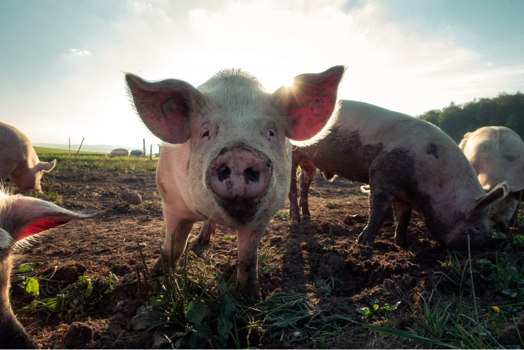 pasture raised pork bought directly from the farmer