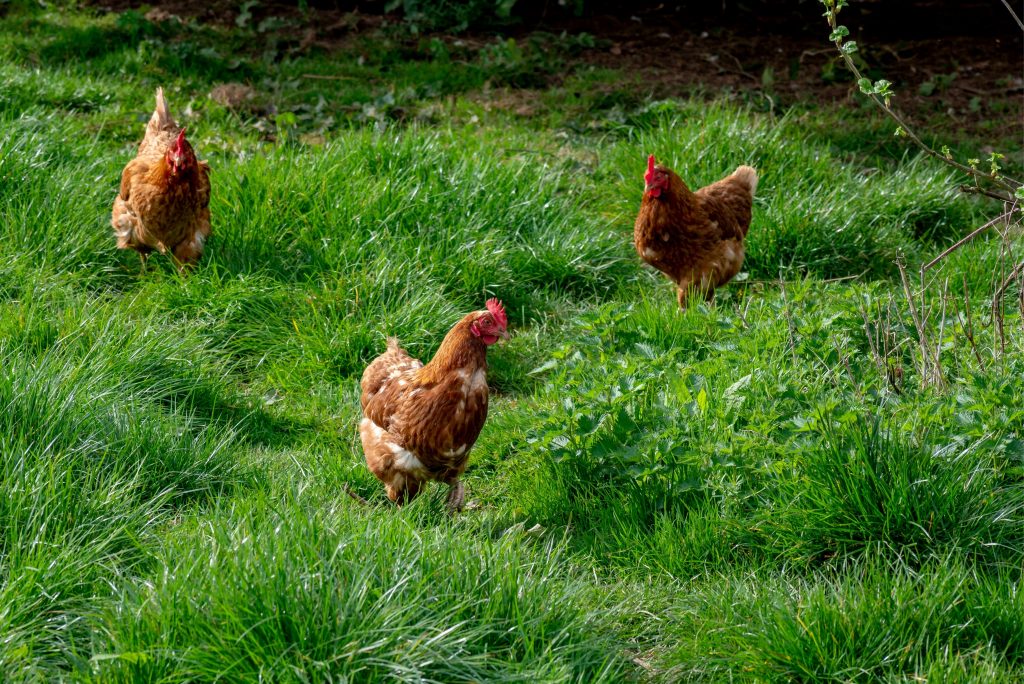 free range organic chickens