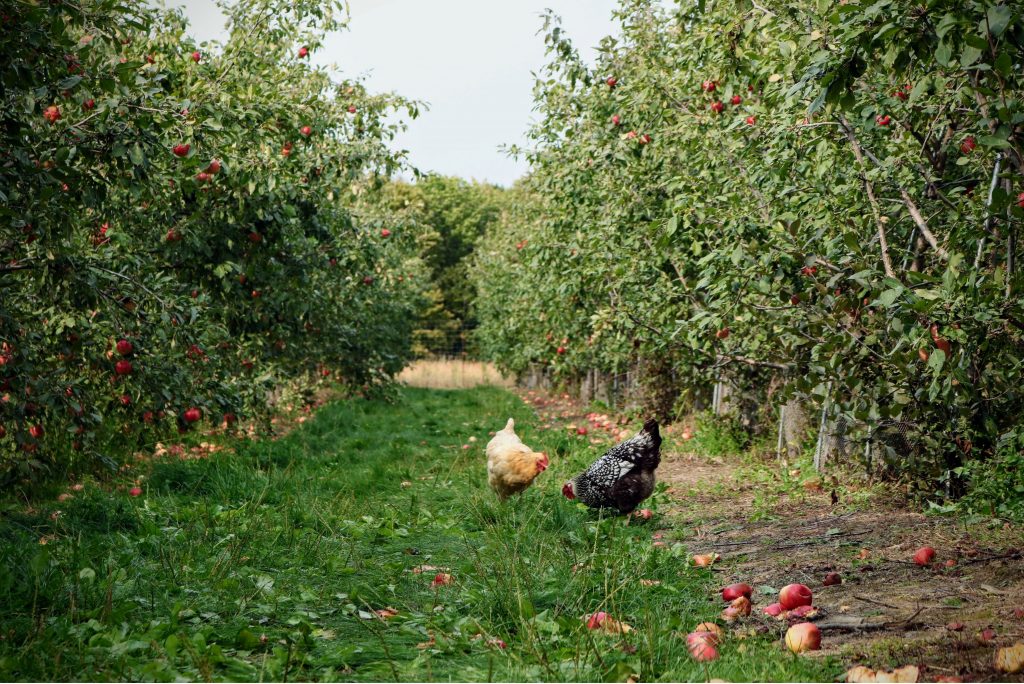 regenerative farm vs organic