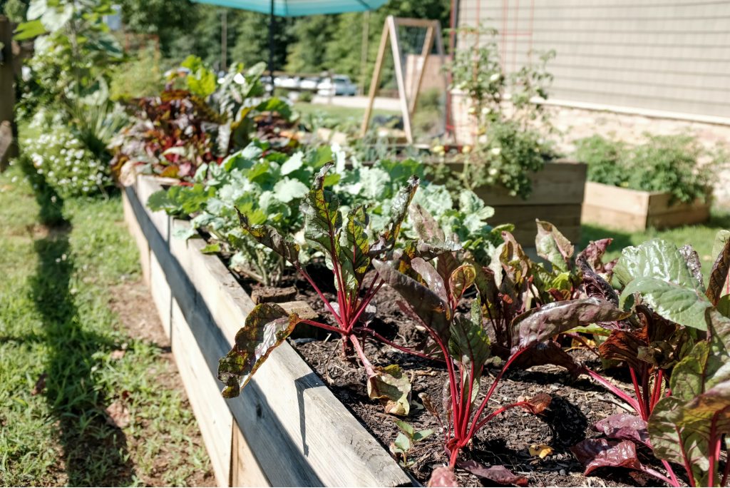 grow your own organic food on a budget