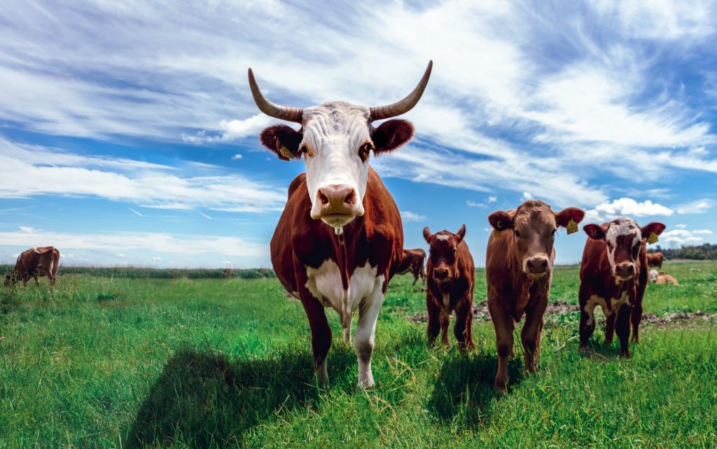 pasture raised cattle