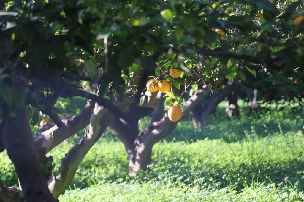 picture of regenerative farm